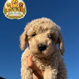 Girl 3 - Apricot female Goldendoodle puppy in Sanger, California from Delta Doodless