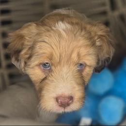 Boy 1 - Red merle male Aussiedoodle puppy in Lincoln, California from Pasta Puppies Doodles