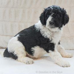 Magnolia - Parti female Goldendoodle puppy in Lancaster, Pennsylvania from Doodles in the Skye