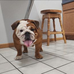 Jewel - Bulldog
