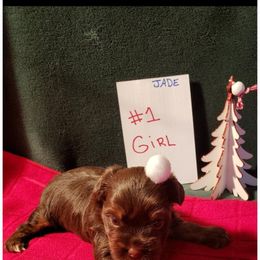 Not named - Chocolate and tan female Yorkshire Terrier puppy in Marion Station, Maryland from Anna's Yorkie Treasures