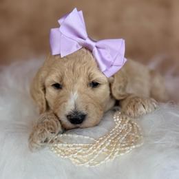Thea - Cream female Poodle puppy in Detroit Lakes, Minnesota from Pickerel Pups