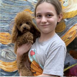 Caleb - Poodle