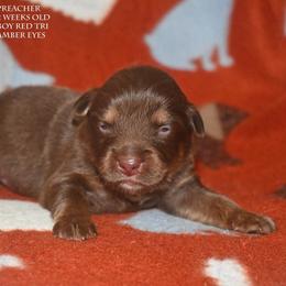 Preacher - Red tri male Miniature Australian Shepherd puppy in Patterson, North Carolina from DreamLine Aussies