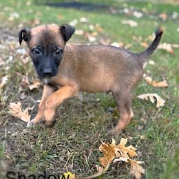 Shadow - Fawn sable male Belgian Malinois puppy in Linwood, Michigan from Gillis Malinois LLC