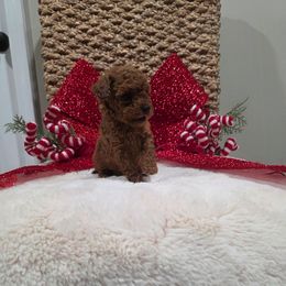 Quadro (AKC) - Red  male Poodle puppy in Rainbow City, Alabama from Spinks Poodles