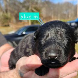 Blue collar - Black male German Shepherd puppy in Dexter, Missouri from Vom Morris Haus German Shepherds