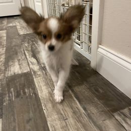 Papillon Puppies from Champagne Posh Papillons