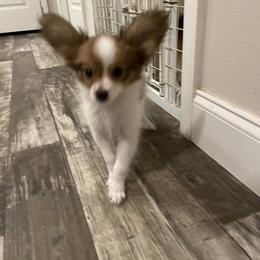 Papillon Puppies from Champagne Posh Papillons