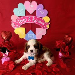 Leo - Blenheim male Cavalier King Charles Spaniel puppy in Pennsylvania from Julie's Cavalier King Charles Spaniels