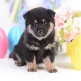 Flint -FULL AKC REGISTRATION- - Black and tan male Shiba Inu puppy in Neosho, Missouri from Kenny Cave K9s