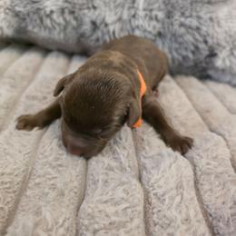 Orange - Chocolate male Labrador Retriever puppy in Bartlett, Tennessee from Red Hearts Labradors