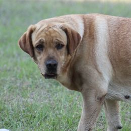 Honeybun - Labrador Retriever