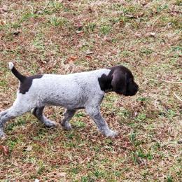 German Wirehaired Pointer Puppies from Idawire GWPs