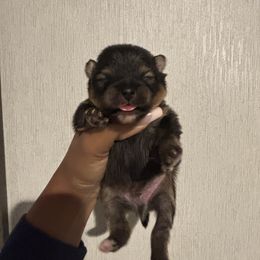 Finn - Wolf sable male Pomeranian puppy in Eastover, North Carolina from Tea-Cake Pomeranians of The Carolinas