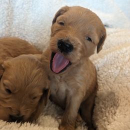 Goldendoodle and Poodle Puppies from RamblerGoldens