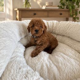 Boy 2 - Red  male Goldendoodle puppy in Sacramento, California from Golden doodles  Lovers