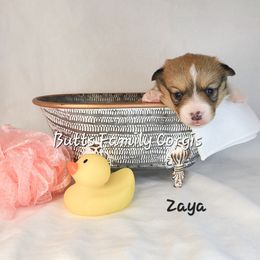 Girl 2 - Red Pembroke Welsh Corgi puppy in Cameron, North Carolina from Butts Family Corgis