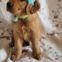 Golden Retriever Puppies from PDA Goldens