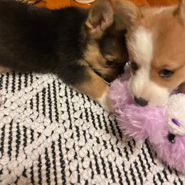 Pembroke Welsh Corgi Puppies from Chaotic Corgi’s