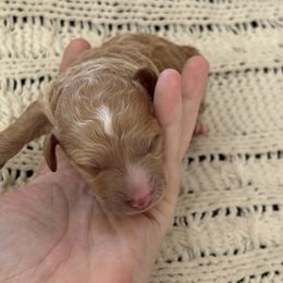 Goldendoodle Puppies from Sweet Doodles of Alabama