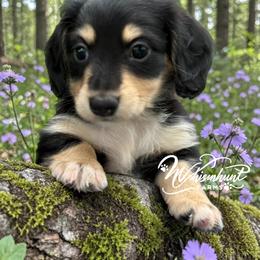 PRA CLEAR-2150 - Black and cream female Dachshund puppy in Nashville, Arkansas from Whisenhunt Farms
