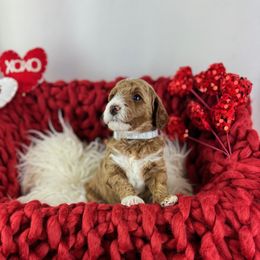 Goldendoodle Puppies from Maryland Designer Doodles