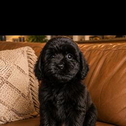 Earth - Black female Cavapoo puppy in Arabi, Georgia from Huckadoodle Farm