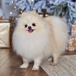 Patrick - Pomeranian