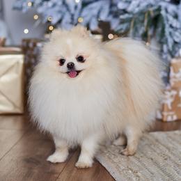 Patrick - Pomeranian