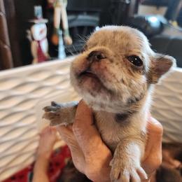 Caramel swirl - Fawn brindle and white male French Bulldog puppy in Goshen, Ohio from Washburns bostons