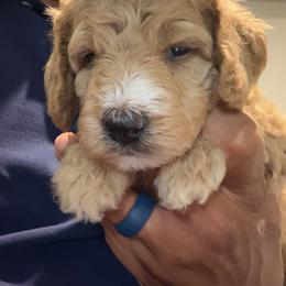 Honey - Brown and white female Sheepadoodle puppy in Amherst, Ohio from Barking doodles