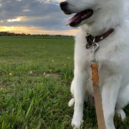 American Eskimo Dog Puppies from Shadow Kennels