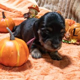 Maroon Collar - Black and tan female Dachshund puppy in Washington from Devoted Doxies, Lorraine’s Yorkies