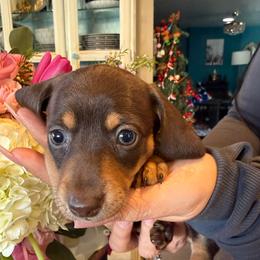 Belle the chocolate and cream - Chocolate and cream female Dachshund puppy in El Cajon, California from Lisa Buxton
