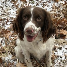 Aspen - English Springer Spaniel
