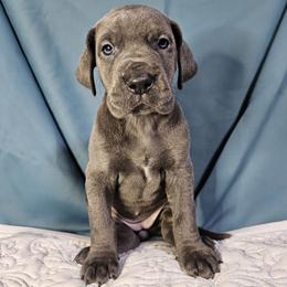 Wendy - Blue Great Dane puppy in Jerusalem, Arkansas from Mara Danes
