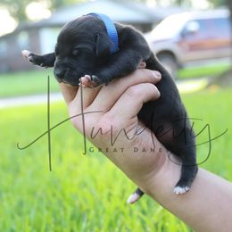 Sapphire - Black male Great Dane puppy in Denison, Texas from Hundeity Great Danes