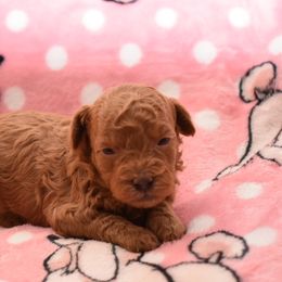 Rowena - Red  female Poodle puppy in Copperas Cove, Texas from Collier's Canines