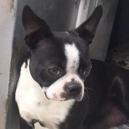 Willow - Boston Terrier