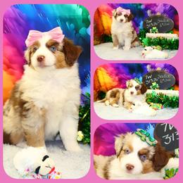MerSadies - Red merle female Toy Australian Shepherd puppy in Levelland, Texas from Once Upon a Time Aussies