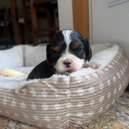 Tri Boy 2 - Tri-color male Cavalier King Charles Spaniel puppy in Raymondville, Missouri from Puppy PlayPen