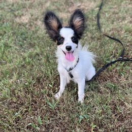 Boy 2 Champion Sired - White black and tan male Papillon puppy in Shirley, Arkansas from Lucky Pups
