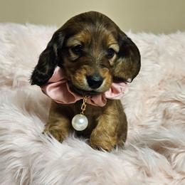 Foster - Red female Dachshund puppy in Sylvania, Georgia from Dachshund and Co.