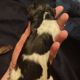Boy 1 - Black and white German Shorthaired Pointer puppy in Appleton, Wisconsin from Kay Quaintance's German Shorthaired Pointers
