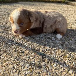 Millie - Red merle female Miniature Australian Shepherd puppy in Marion, Michigan from Highland Hills Mini Aussies