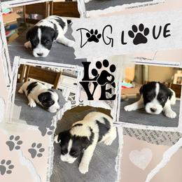 Ace - Tri-color male Russell Terrier puppy in Hollister, California from Oak Creek Jacks