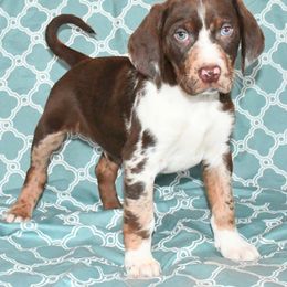 Addam - Red merle Catahoula Leopard Dog puppy in Potsdam, New York from Spot On Catahoula Leopard Dogs