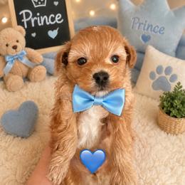 Prince - Red male Maltipoo puppy in Apple Valley, California from Boujeepups