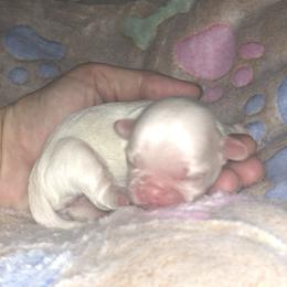Lily May - Liver and white female Shih Tzu puppy in Milton, Florida from Shih tzu adventures of Santa Rosa Florida